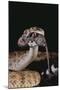 Western Diamondback Rattlesnake Eating a Mouse-DLILLC-Mounted Premium Photographic Print