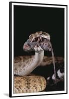Western Diamondback Rattlesnake Eating a Mouse-DLILLC-Framed Premium Photographic Print