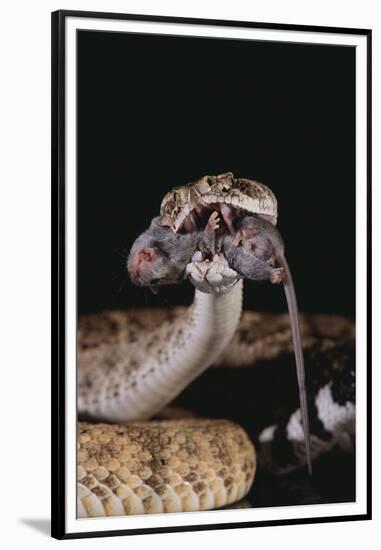 Western Diamondback Rattlesnake Eating a Mouse-DLILLC-Framed Premium Photographic Print