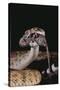 Western Diamondback Rattlesnake Eating a Mouse-DLILLC-Stretched Canvas