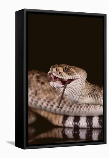Western Diamondback Rattlesnake Eating a Mouse-DLILLC-Framed Stretched Canvas