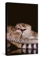 Western Diamondback Rattlesnake Eating a Mouse-DLILLC-Stretched Canvas