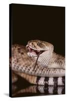 Western Diamondback Rattlesnake Eating a Mouse-DLILLC-Stretched Canvas