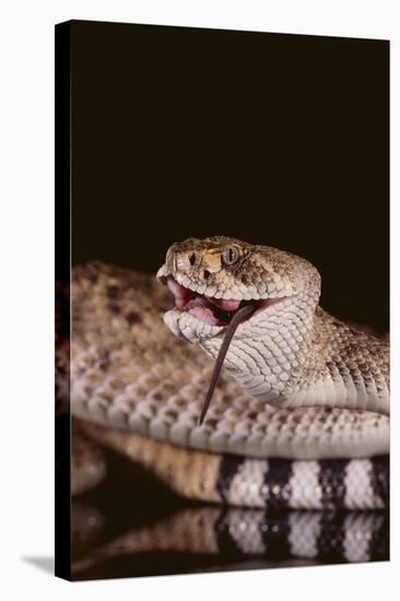 Western Diamondback Rattlesnake Eating a Mouse-DLILLC-Stretched Canvas