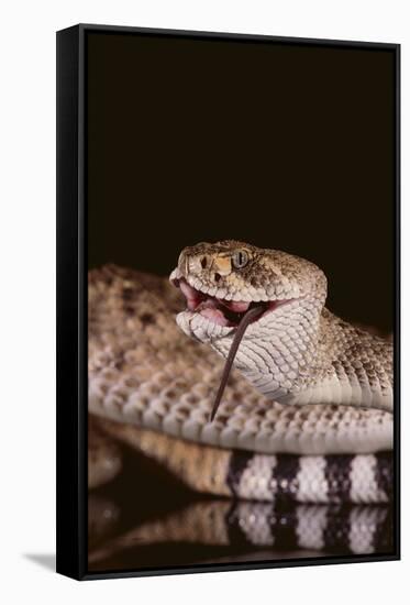 Western Diamondback Rattlesnake Eating a Mouse-DLILLC-Framed Stretched Canvas