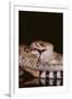 Western Diamondback Rattlesnake Eating a Mouse-DLILLC-Framed Premium Photographic Print