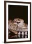 Western Diamondback Rattlesnake Eating a Mouse-DLILLC-Framed Premium Photographic Print