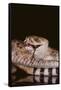 Western Diamondback Rattlesnake Eating a Mouse-DLILLC-Framed Stretched Canvas
