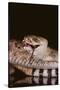 Western Diamondback Rattlesnake Eating a Mouse-DLILLC-Stretched Canvas