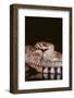 Western Diamondback Rattlesnake Eating a Mouse-DLILLC-Framed Photographic Print