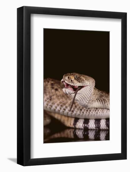 Western Diamondback Rattlesnake Eating a Mouse-DLILLC-Framed Photographic Print