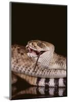 Western Diamondback Rattlesnake Eating a Mouse-DLILLC-Mounted Photographic Print