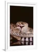 Western Diamondback Rattlesnake Eating a Mouse-DLILLC-Framed Photographic Print