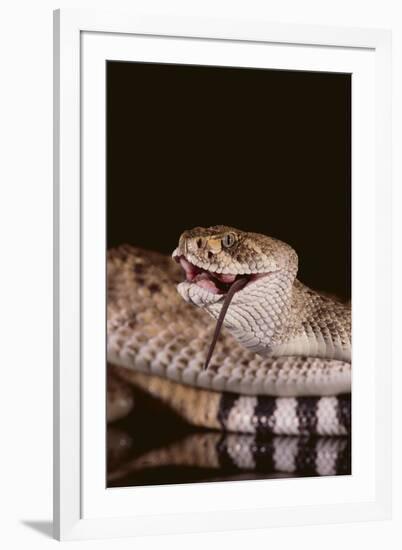 Western Diamondback Rattlesnake Eating a Mouse-DLILLC-Framed Photographic Print