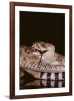 Western Diamondback Rattlesnake Eating a Mouse-DLILLC-Framed Photographic Print