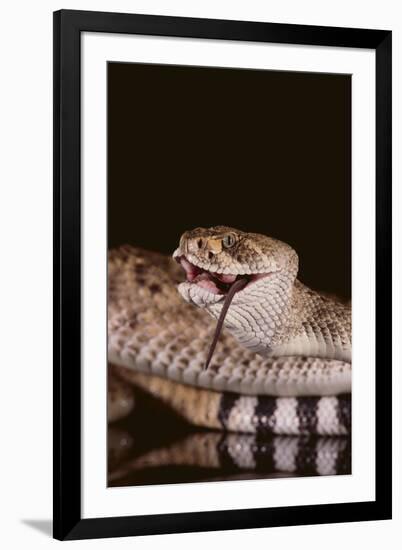 Western Diamondback Rattlesnake Eating a Mouse-DLILLC-Framed Photographic Print