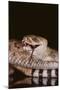 Western Diamondback Rattlesnake Eating a Mouse-DLILLC-Mounted Photographic Print