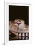 Western Diamondback Rattlesnake Eating a Mouse-DLILLC-Framed Photographic Print