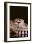 Western Diamondback Rattlesnake Eating a Mouse-DLILLC-Framed Photographic Print