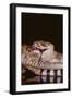 Western Diamondback Rattlesnake Eating a Mouse-DLILLC-Framed Photographic Print