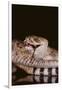 Western Diamondback Rattlesnake Eating a Mouse-DLILLC-Framed Photographic Print