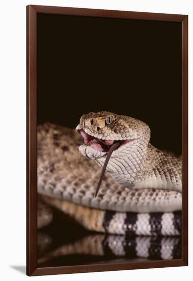 Western Diamondback Rattlesnake Eating a Mouse-DLILLC-Framed Photographic Print