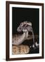 Western Diamondback Rattlesnake Eating a Mouse-DLILLC-Framed Photographic Print