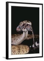 Western Diamondback Rattlesnake Eating a Mouse-DLILLC-Framed Photographic Print