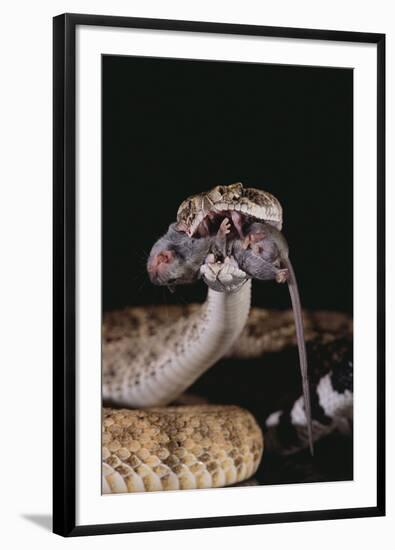 Western Diamondback Rattlesnake Eating a Mouse-DLILLC-Framed Photographic Print