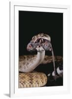 Western Diamondback Rattlesnake Eating a Mouse-DLILLC-Framed Photographic Print