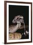 Western Diamondback Rattlesnake Eating a Mouse-DLILLC-Framed Photographic Print