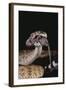 Western Diamondback Rattlesnake Eating a Mouse-DLILLC-Framed Photographic Print