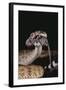 Western Diamondback Rattlesnake Eating a Mouse-DLILLC-Framed Photographic Print