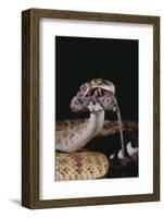 Western Diamondback Rattlesnake Eating a Mouse-DLILLC-Framed Photographic Print