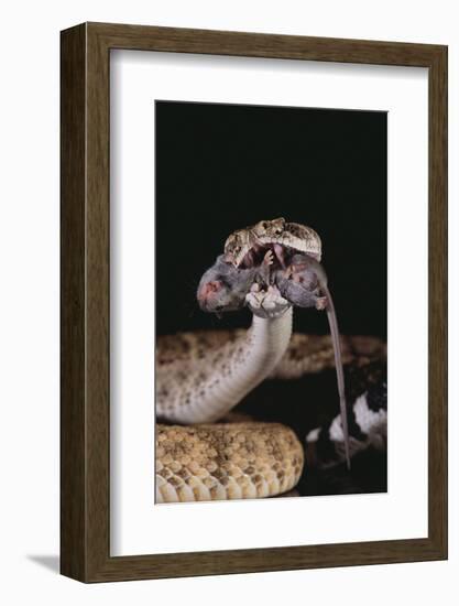 Western Diamondback Rattlesnake Eating a Mouse-DLILLC-Framed Photographic Print