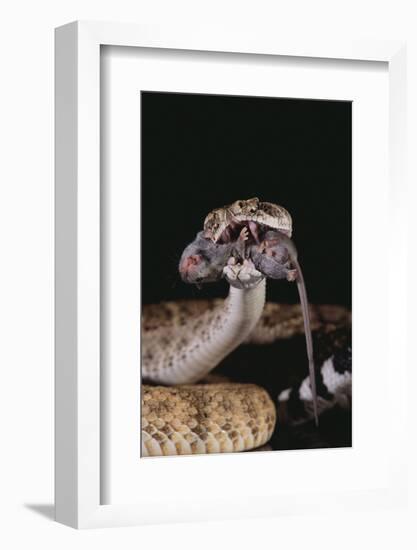 Western Diamondback Rattlesnake Eating a Mouse-DLILLC-Framed Photographic Print