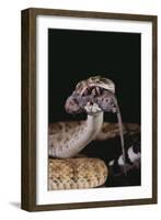 Western Diamondback Rattlesnake Eating a Mouse-DLILLC-Framed Photographic Print