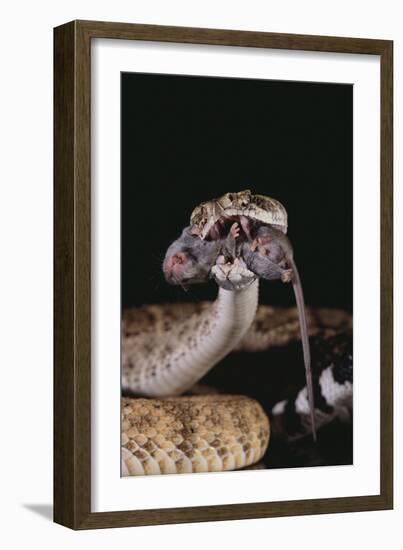 Western Diamondback Rattlesnake Eating a Mouse-DLILLC-Framed Photographic Print