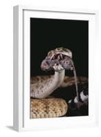 Western Diamondback Rattlesnake Eating a Mouse-DLILLC-Framed Photographic Print