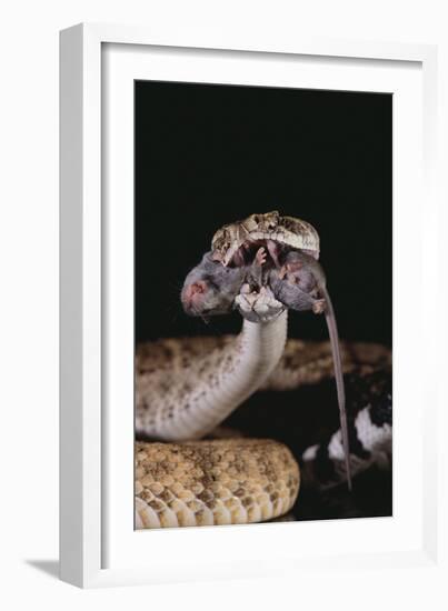 Western Diamondback Rattlesnake Eating a Mouse-DLILLC-Framed Photographic Print