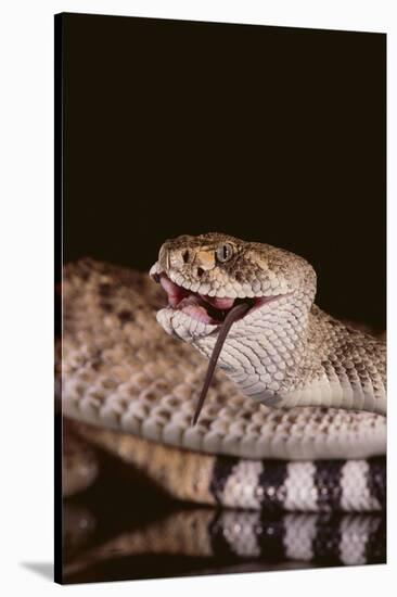 Western Diamondback Rattlesnake Eating a Mouse-DLILLC-Stretched Canvas