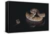 Western Diamondback Rattlesnake Looking at a Mouse-DLILLC-Framed Stretched Canvas