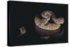 Western Diamondback Rattlesnake Looking at a Mouse-DLILLC-Stretched Canvas