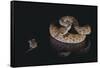 Western Diamondback Rattlesnake Looking at a Mouse-DLILLC-Framed Stretched Canvas