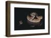 Western Diamondback Rattlesnake Looking at a Mouse-DLILLC-Framed Photographic Print