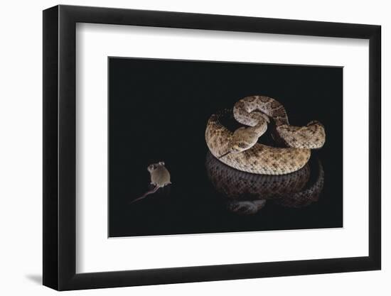 Western Diamondback Rattlesnake Looking at a Mouse-DLILLC-Framed Photographic Print