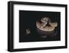 Western Diamondback Rattlesnake Looking at a Mouse-DLILLC-Framed Photographic Print