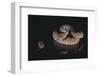 Western Diamondback Rattlesnake Looking at a Mouse-DLILLC-Framed Photographic Print