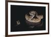 Western Diamondback Rattlesnake Looking at a Mouse-DLILLC-Framed Photographic Print