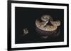 Western Diamondback Rattlesnake Looking at a Mouse-DLILLC-Framed Photographic Print